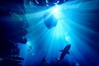 bioelectricity, electrosensory organ, electrosensory cells, electroreceptors, electrosensation, elasmobranch fish